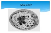 Núcleo y nucleolo - celulas eucariotas
