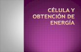 Celula y Obtencion de Energia biok