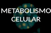 Metabolismo celular y fotosintesis