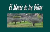 Monte de los_olivos