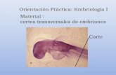 Embriologia i (1)