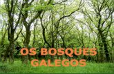 Bosques galegos