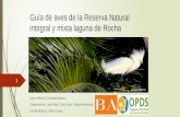 Guía de aves de la Reserva natural Mixta de uso integral Laguna de Rocha