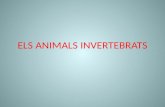 Els animals invertebrats