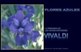 Vivaldi e Flores Azuis