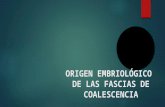 Origen embriologico de las fascias de coalescencia