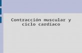 03- Contracción muscular y ciclo cardíaco