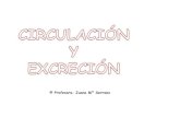 Circulación y excreción