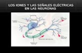 Los iones y las señales eléctricas en las neuronas