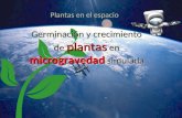 Germinación y crecimiento de plantas en microgravedad simulada
