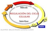 Regulación del ciclo celular