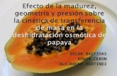 Deshidratacoin de papaya
