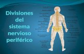 Divisiones del sistema nervioso periférico