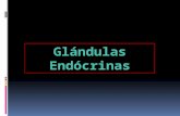 Glándulas endócrinas2