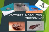 Vectores mosquitos y tratamiento
