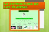 Las plantas; (Myriam Martín Rubio).