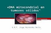 DNA mitocondrial y cancer