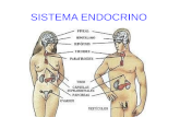 Las glándulas del sistema endocrino y su funcionamiento