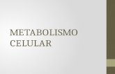 Metabolismo Celular Clase 20