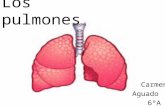 Carmen-Los pulmones