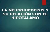 La neurohipofisis y su relación con el hipotalamo Fisiologia