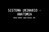 Sistema urinario   anatomia