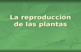 Anexo  Estracto De AplicacióN 1 De Ppt La ReproduccióN De Las Plantas