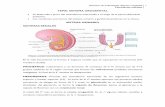 Sistema urogenital (Desarrollo embriológico)