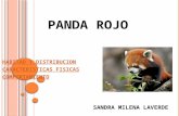 Panda rojo informatica 2
