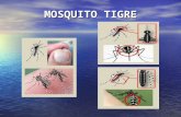 Información sobre el mosquito tigre