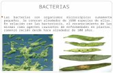 Microbiologia bacterias