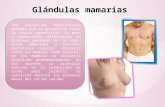Glándulas mamarias