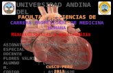 Miocardiopatías- patologia.