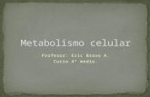 Metabolismo celular 4º medio