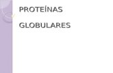 15 proteinas globulares