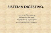 Sistema digestivo Versión 2.