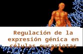 2 regulación de expresión génica   eucariotas (definitivo)