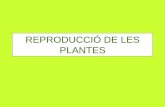 Plantes pdf