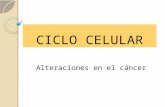 Ciclo celular urología