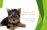 Historia del yorkshire terrier