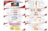 Embriologia del Aparato esqueletico-muscular y extremidades_Resumen