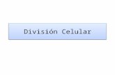 A division celular