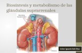 Biosíntesis y metabolismo de las glándulas suprarrenales