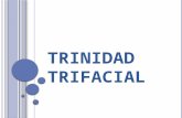 Mendo lama diana_-_trinidad_trifacial