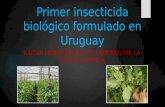 Primer insecticida biológico formulado en uruguay (Juan Carlos Ramos)