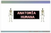 Anatomía. dra. johana espinoza