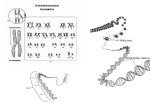 Ácidos nucleicos y síntesis de proteínas