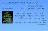 Cocaina (por sergio fernando godoy vejarano, MD.