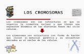 Los Cromosomas