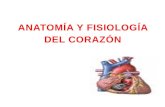 Anatomía y fisiología del corazón